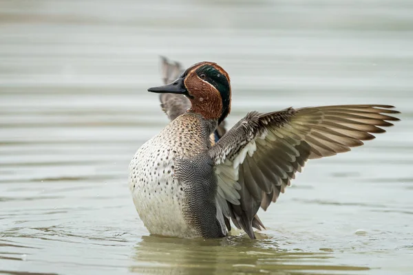 A Eurasian Teal flapping its wings in th water on a sunny calm day in autumn — 스톡 사진