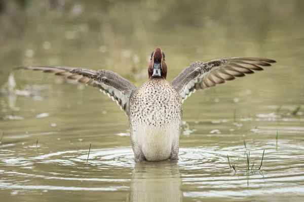A Eurasian Teal flapping its wings in th water on a sunny calm day in autumn — 스톡 사진