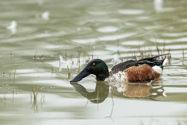 A male Northern shoveler swimming on a lake — Stock Photo, Image