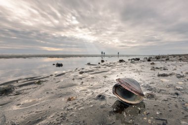 Sonbaharın sonlarında bulutlu bir günde Grado sahilinde yatan açık, boş bir deniz kabuğu.