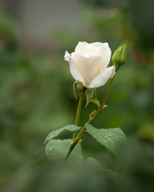 İlkbaharda beyaz bir gülün açılışı.