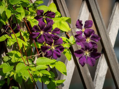 Large dark purple blossoms of a clematis clipart