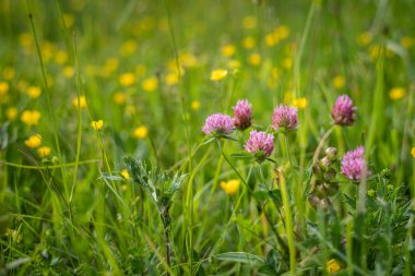 Bir çayırda kırmızı yonca çiçekleri closeup