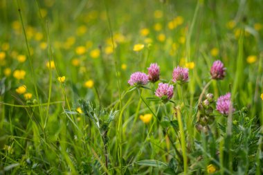 Closeup of the blossoms of red clover in a meadow clipart