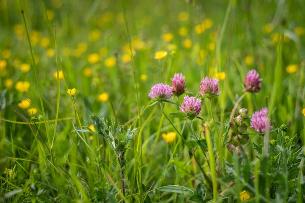 草原の赤いクローバーの花のクローズアップ — ストック写真