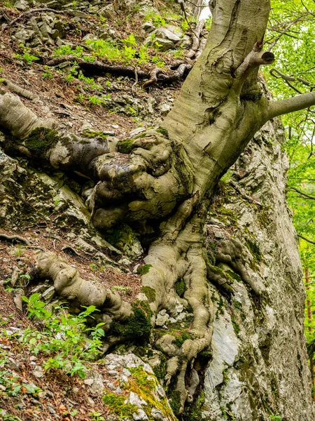 Racines d'un hêtre sur une pente raide — Photo