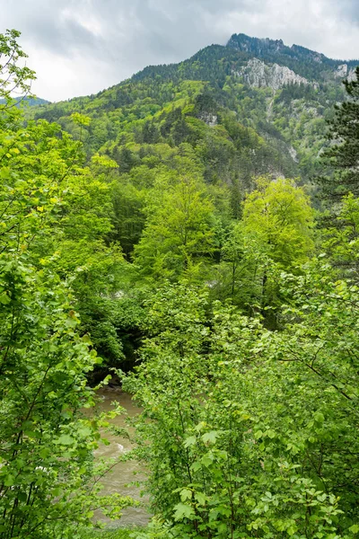 Deciduous hutan di lembah Schwarza pada hari berawan di musim panas — Stok Foto