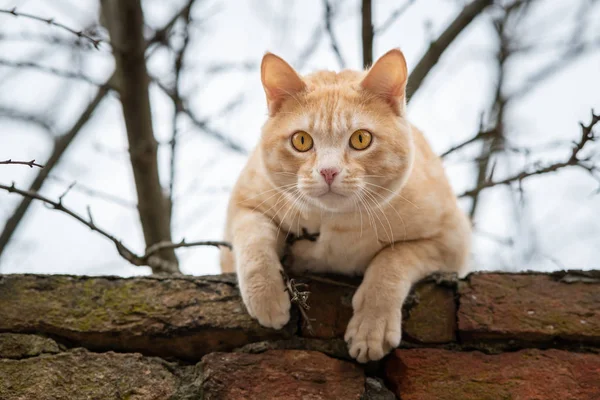 A curious orange cat lying on a brick wall — Stok fotoğraf