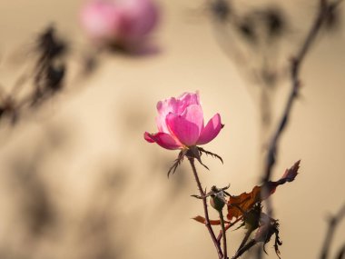 A pink rose in direct sunlight in winter