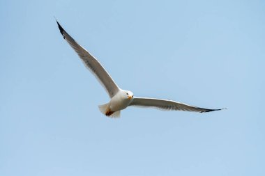 Kışın bulutlu bir günde uçan sarı bacaklı martı.