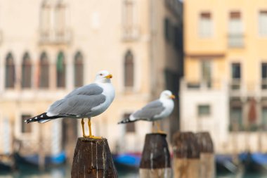Tahta bir direkte oturan sarı bacaklı bir martı.