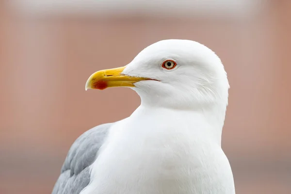 Kışın bulutlu bir günde sarı bacaklı martının portresi — Stok fotoğraf