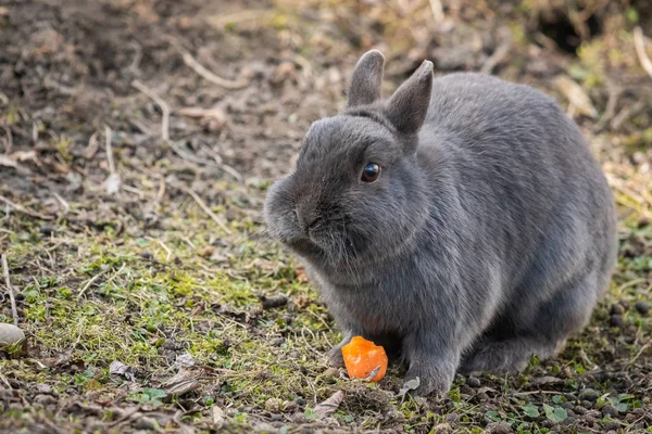 Um coelho anão cinzento a comer uma cenoura — Fotografia de Stock
