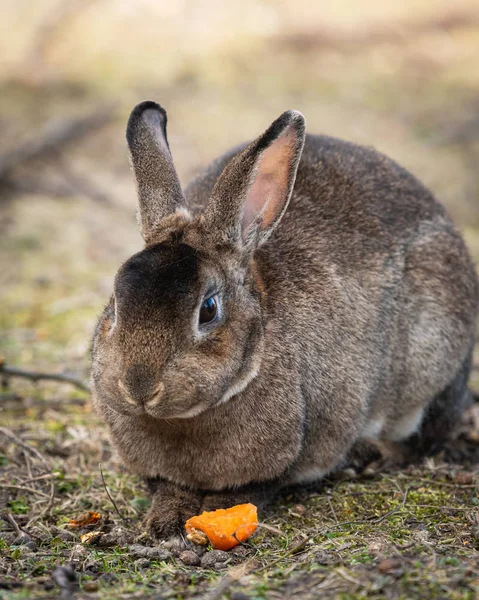 A brown dwarf rabbit eating a carrot