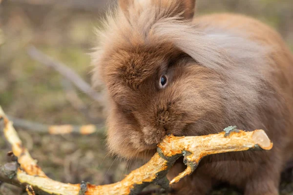 Ein kleines braunes Kaninchen knabbert an einem Zweig — Stockfoto