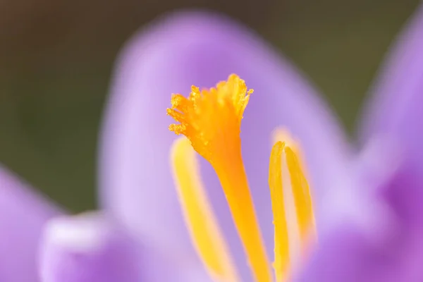 Крупним Планом Фіолетовий Цвіт Кропу Саду Початку Весни — стокове фото