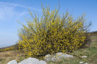 Baharın güneşli bir gününde çiçek açan bir Cornelian kiraz ağacı (Cornus mas)
