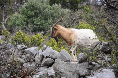 İlkbaharda bulutlu bir günde, Hırvatistan 'ın Cres adasında kuru bitki örtüsünde duran vahşi keçi