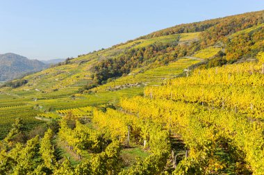 Sonbaharda güneşli bir günde Duernstein (Vaçu, Avusturya) yakınlarındaki renkli üzüm bağları