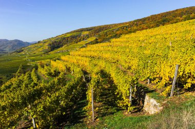 Sonbaharda güneşli bir günde Duernstein (Vaçu, Avusturya) yakınlarındaki renkli üzüm bağları