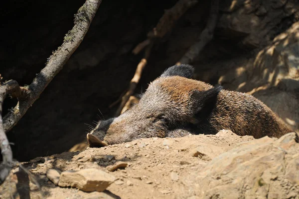 Portrait of a boar sleeping on the ground, sunny day in summer