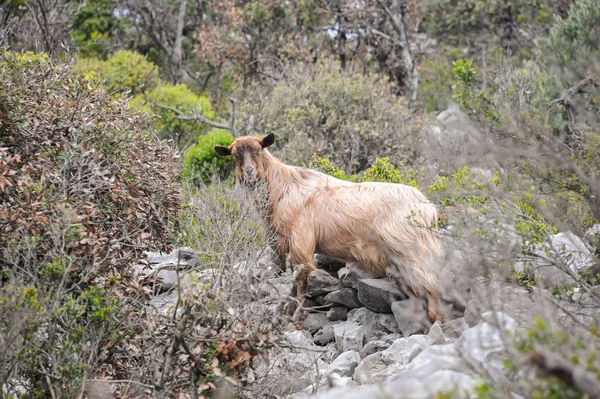 Wilde Ziegen Stehen Trockener Vegetation Auf Der Insel Cres Kroatien — Stockfoto