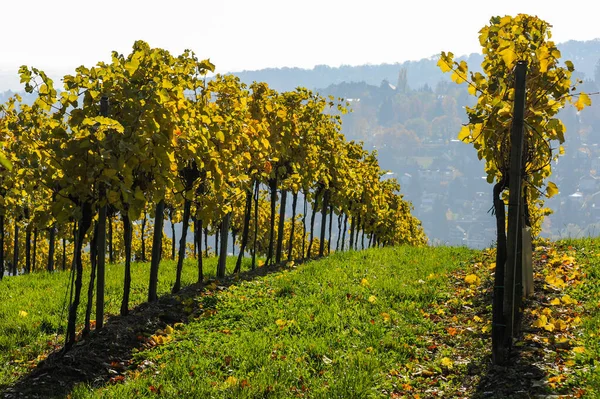 Coloridos Viñedos Viena Austria Día Soleado Otoño — Foto de Stock