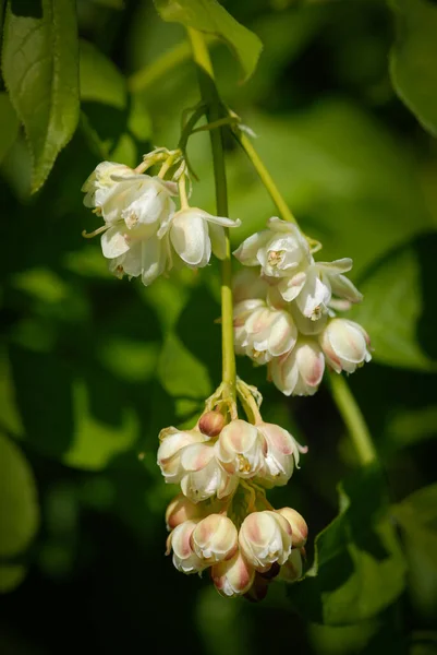 Fleurs Noyer Européen Staphylea Pinnata Par Une Journée Ensoleillée Printemps — Photo