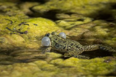 Hırvatistan 'da bir gölette su kurbağası (Rana ridibunda) sesleniyor