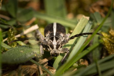 Uzun boynuzlu bir böcek (Dorcadion arenyumu) baharın güneşli bir gününde çimenlerde oturur.