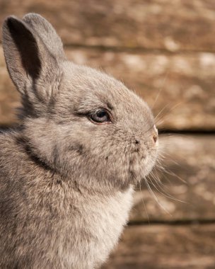 Güneşli bir günde bahçedeki ahşap bir bankta oturan genç bir tavşanın portresi.