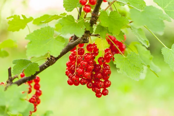 Closeup Ripe Fruits Red Currant Hanging Shrub — Stock Photo, Image