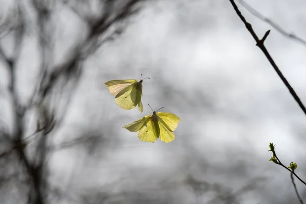 Yaygın Kükürt Gonepteryx Rhamni Baharda Bir Ormanda Havada Uçar — Stok fotoğraf