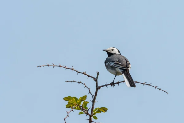 Wagtail Branco Sentado Arbusto Primavera Croácia Dia Ensolarado — Fotografia de Stock