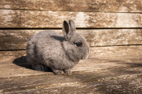 Pequeño Conejo Joven Sentado Banco Madera Afuera Jardín Día Soleado —  Fotos de Stock