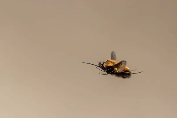 Μια Μύγα Μέλισσας Bombylius Major Bombyliidae Πτήση Μια Ηλιόλουστη Ημέρα — Φωτογραφία Αρχείου