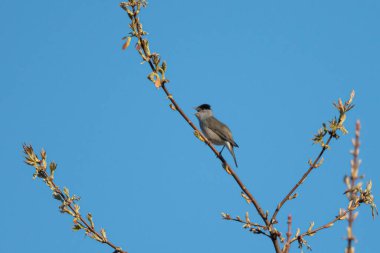 Avrasya kara başlığı bir ağaçta oturur ve şarkı söyler, mavi gökyüzü, ilkbaharda güneşli bir gün (Viyana, Avusturya)