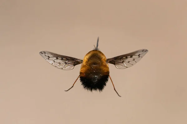 A bee fly (Bombylius major, Bombyliidae) in flight on a sunny day in spring (Vienna, Austria)