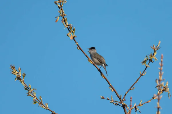 Eurasian Blackcap Sedí Zpívá Stromě Modré Nebe Slunečný Den Jaře — Stock fotografie