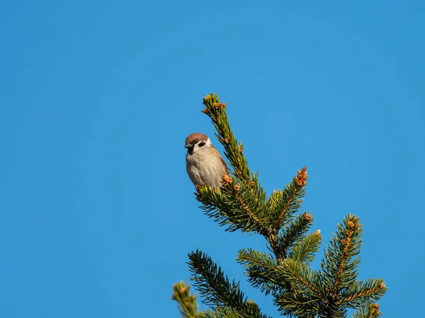 Eurasian Tree Vrabec Sedí Smrku Modré Nebe Slunečný Den Jaře — Stock fotografie