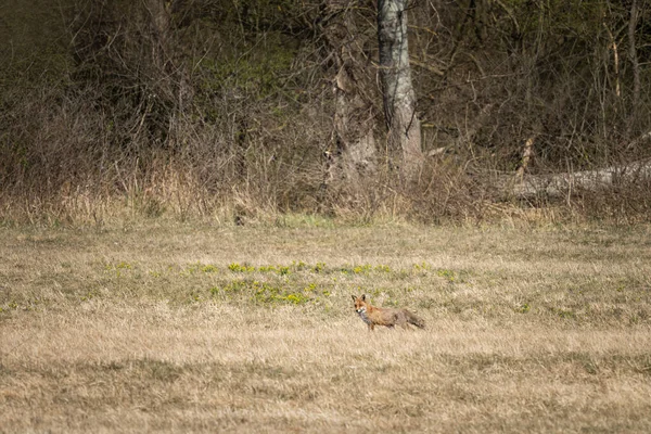 Bir Kızıl Tilki Vulpes Vulpes Ilkbaharın Başlarında Bir Çayırda Yürüyor — Stok fotoğraf