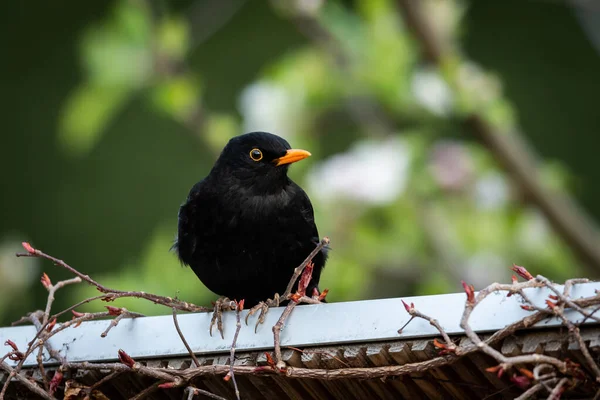 Egy Hím Feketerigó Turdus Merula Egy Kis Tetőn Zöld Háttér — Stock Fotó