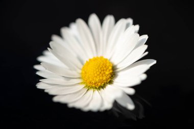 Suda uzanan bir papatyanın (Bellis perennis) yakın çekimi, siyah arkaplan