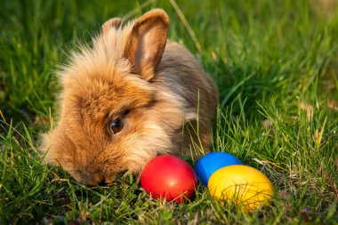 Çayırda kahverengi cüce tavşan ve üç Paskalya yumurtası (kırmızı, sarı), ilkbaharda güneşli bir akşam