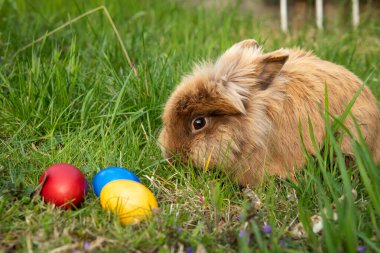 Çayırda kahverengi cüce tavşan ve üç Paskalya yumurtası (kırmızı, sarı), ilkbaharda güneşli bir akşam