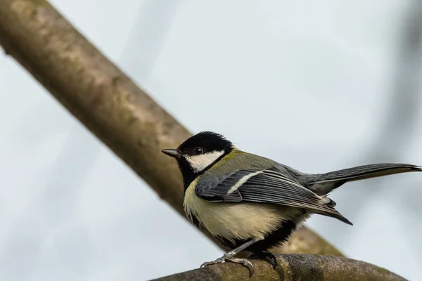 Sýkora Koňadra Parus Major Sedí Větvičce — Stock fotografie