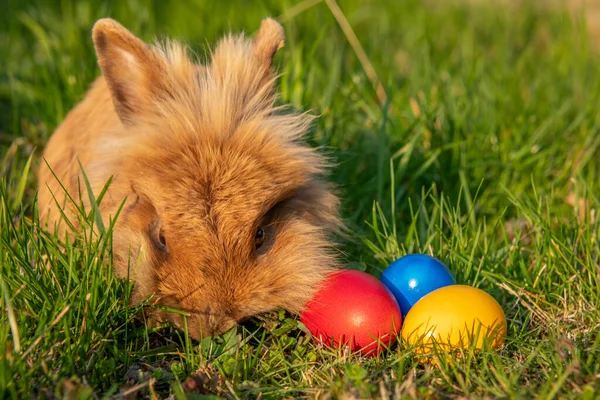 Brown dwarf rabbit and three easter eggs (red, yellow) in the meadow, sunny evening in spring