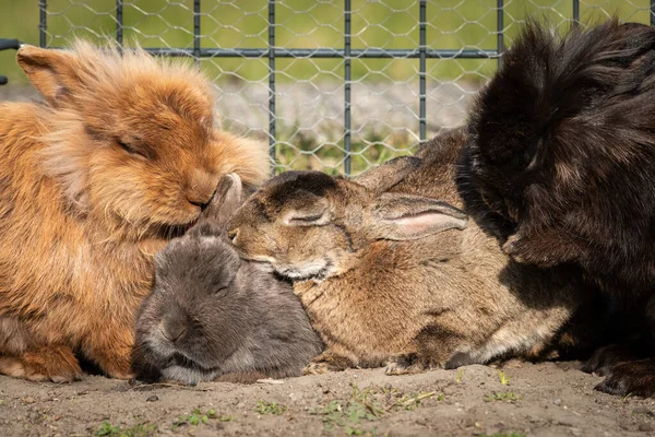 Grupo Coelhos Anões Limpando Uns Aos Outros Fora Jardim Dia — Fotografia de Stock