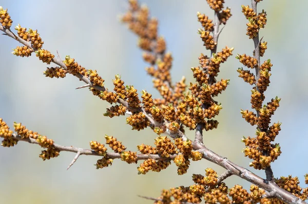 Bir Deniz Dikeninin Hippophae Rhamnoides Bir Dalı Ilkbaharın Başlarında Yapraklar — Stok fotoğraf