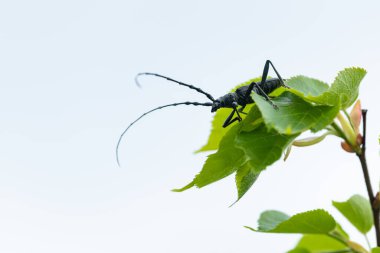 A capricorn beetle (Cerambyx scopolii, Cerambycidae) sitting on a lime tree (Vienna, Austria) clipart